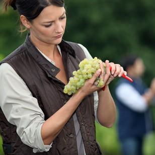 Certificado de libre venta y consumo