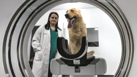 hospital_animales.jpg
